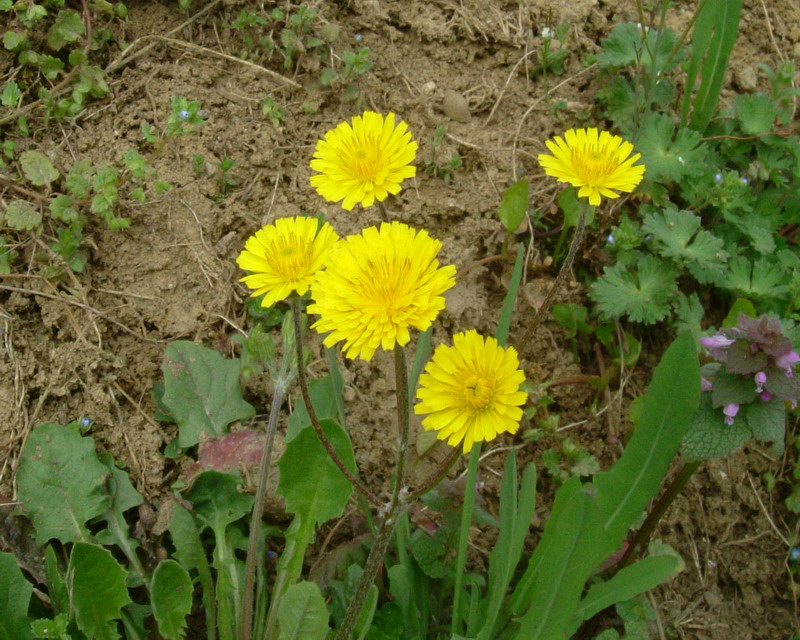 Crepis cfr. sancta